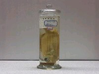 藏品(刺棘鱗魚)的圖片